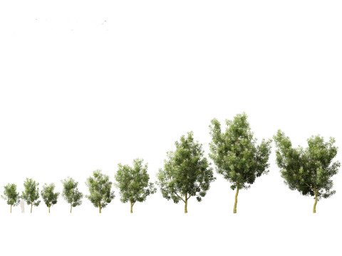 Darlingia Darlingiana - Silky Oak 3D Модель