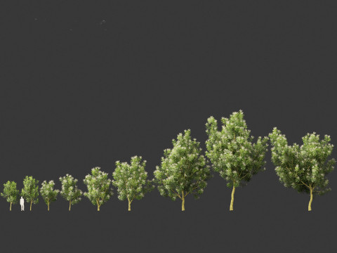 Darlingia Darlingiana - Silky Oak 3D Модель