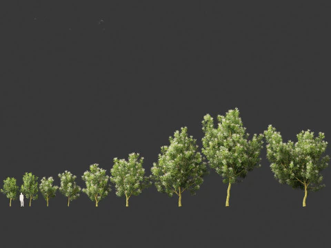 Darlingia Darlingiana - Silky Oak 3D Model