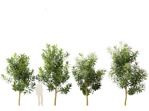 Darlingia Darlingiana - Silky Oak 3D Модель