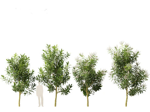 Darlingia Darlingiana - Silky Oak 3D Model