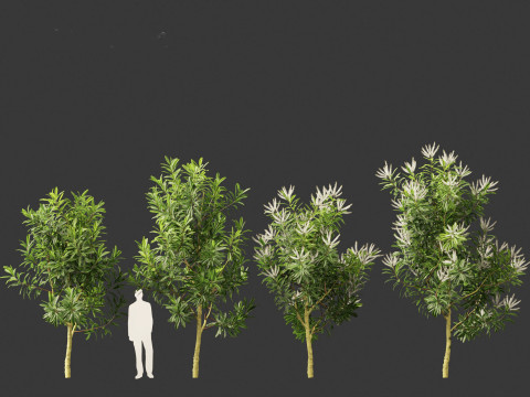 Darlingia Darlingiana - Silky Oak 3D Модель