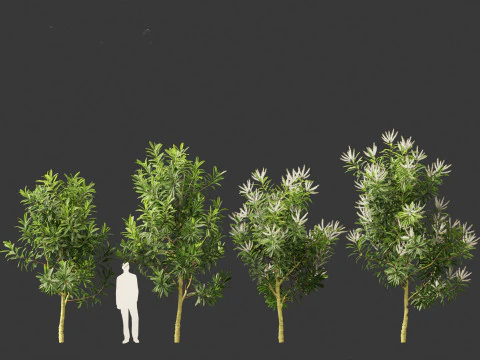 Darlingia Darlingiana - Silky Oak 3D Model