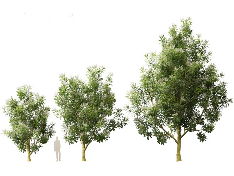 Darlingia Darlingiana - Silky Oak 3D Model