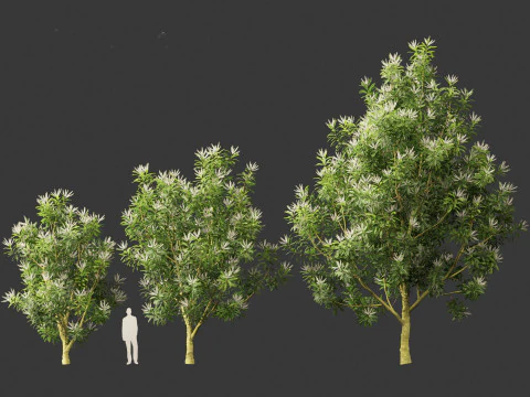 Darlingia Darlingiana - Silky Oak 3D Model