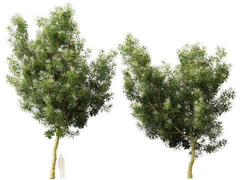 Darlingia Darlingiana - Silky Oak 3D Модель