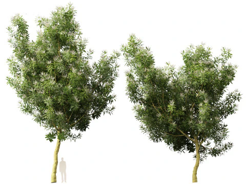 Darlingia Darlingiana - Silky Oak 3D Model