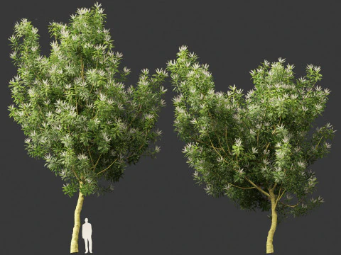 Darlingia Darlingiana - Silky Oak 3D Model