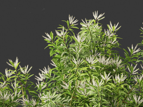 Darlingia Darlingiana - Silky Oak 3D Модель