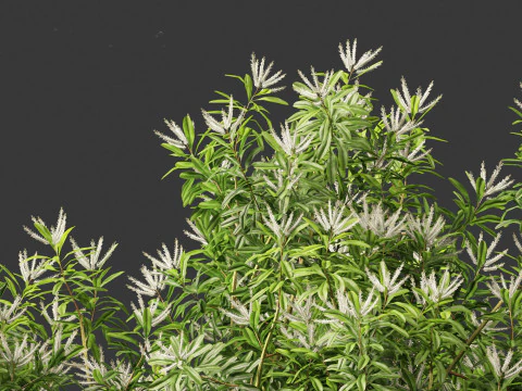 Darlingia Darlingiana - Silky Oak 3D Model