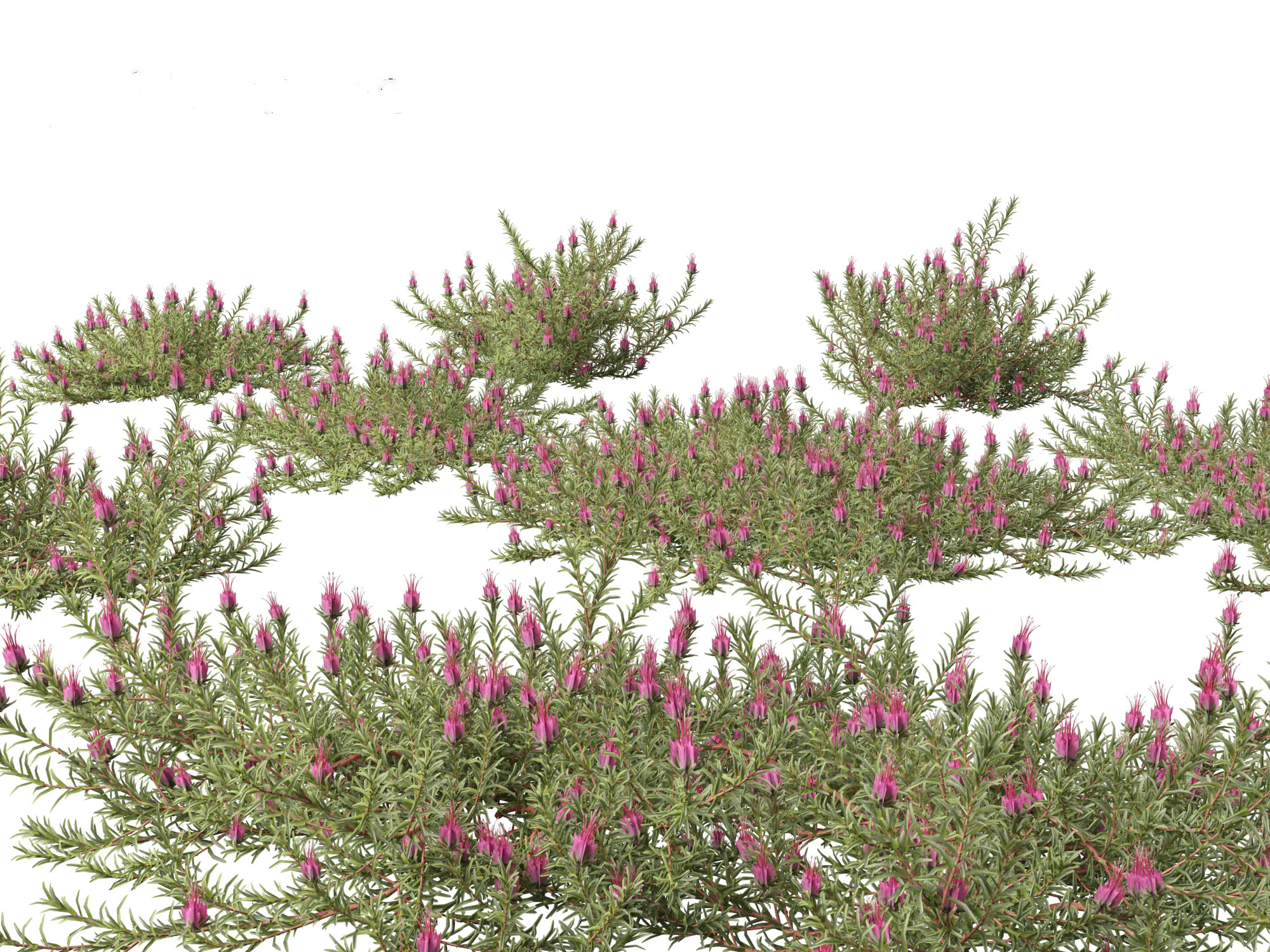 Darwinia taxifolia - Myrtaceae 3D Model .c4d .max .obj .3ds .fbx .stl .blend 