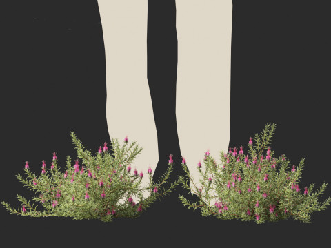 Darwinia taxifolia - Myrtaceae 3D Модель