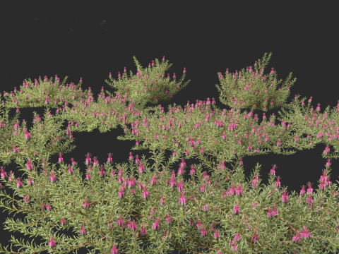 Darwinia taxifolia - Myrtaceae 3D Модель