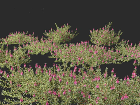 Darwinia taxifolia - Myrtaceae 3D Model