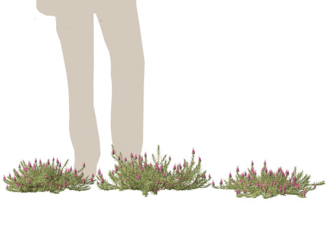 Darwinia taxifolia - Myrtaceae 3D Модель