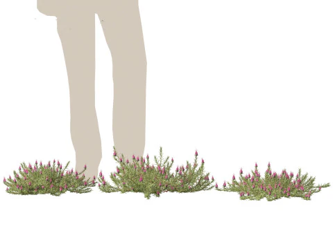 Darwinia taxifolia - Myrtaceae 3D Model
