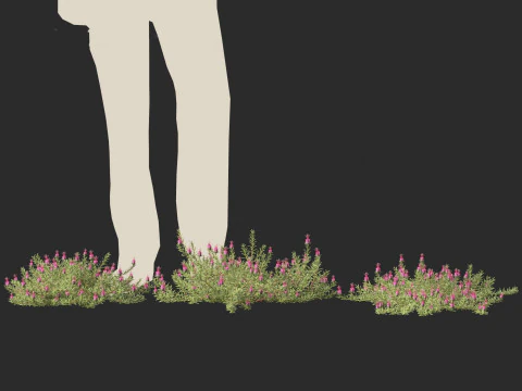 Darwinia taxifolia - Myrtaceae 3D Model