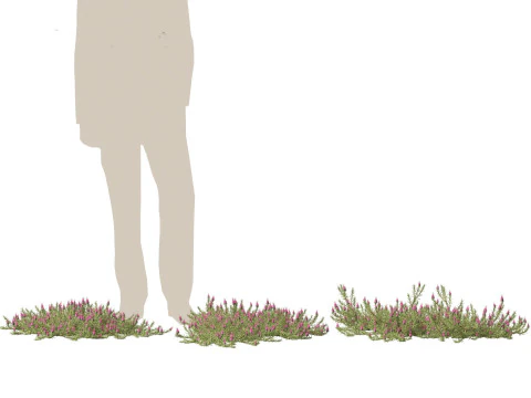 Darwinia taxifolia - Myrtaceae 3D Model