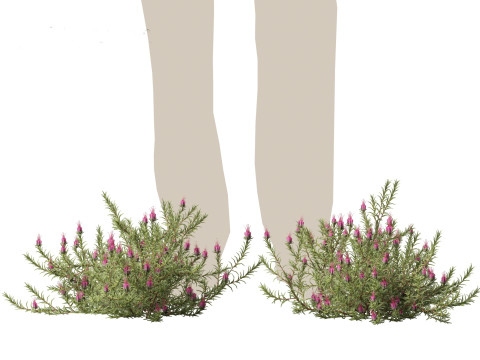 Darwinia taxifolia - Myrtaceae 3D Модель