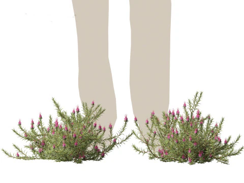 Darwinia taxifolia - Myrtaceae 3D Model