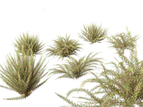 Grevillea rosmarinifolia - ローズマリー グレビレア 3Dモデル