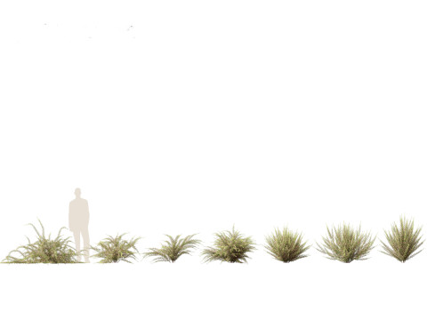Grevillea rosmarinifolia - rosemary grevillea 3D Модель