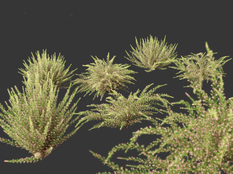 Grevillea rosmarinifolia - rosemary grevillea 3D Модель