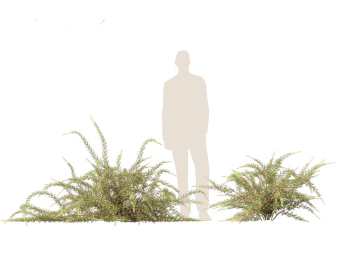 Grevillea rosmarinifolia - rosemary grevillea 3D Модель