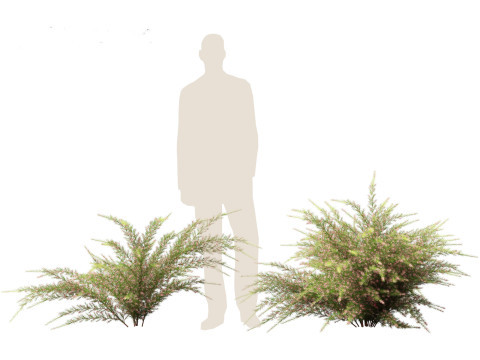 Grevillea rosmarinifolia - rosemary grevillea 3D Модель