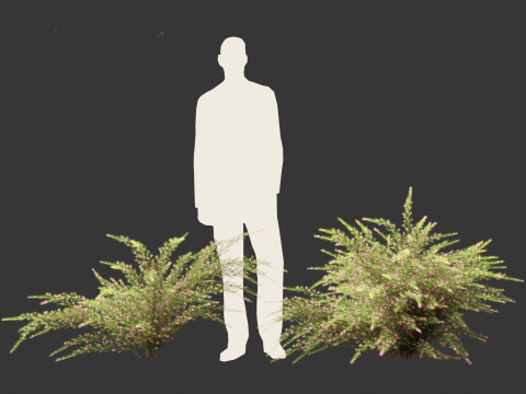 Grevillea rosmarinifolia - rosemary grevillea 3D Модель