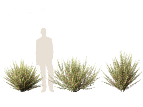 Grevillea rosmarinifolia - rosemary grevillea 3D Модель