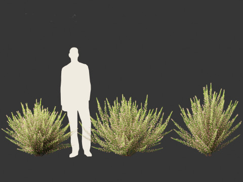 Grevillea rosmarinifolia - rosemary grevillea 3D Модель