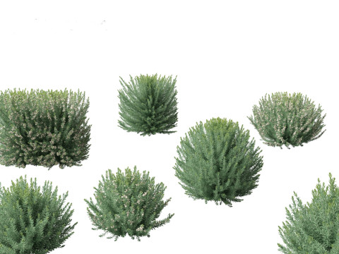 Grey Box Westringia - Native rosemary 3D मॉडल