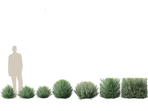 Grey Box Westringia - Native rosemary 3D Model