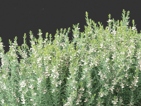 Grey Box Westringia - Native rosemary 3D Model
