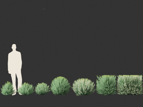 Grey Box Westringia - Native rosemary 3D Model