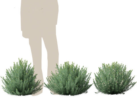 Grey Box Westringia - Native rosemary 3D Model