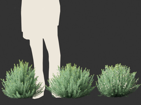 Grey Box Westringia - Native rosemary 3D Model