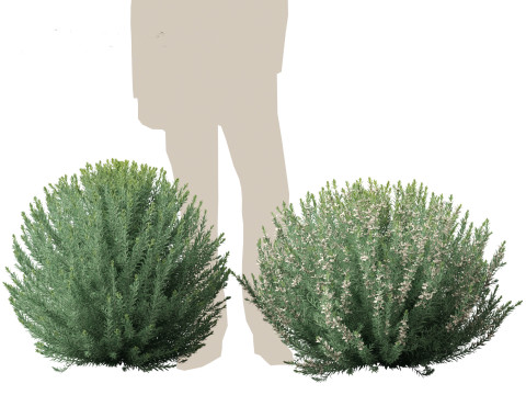 Grey Box Westringia - Native rosemary 3D Model