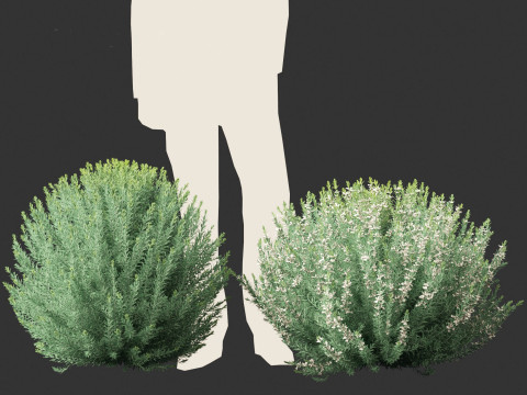 Grey Box Westringia - Native rosemary 3D Model