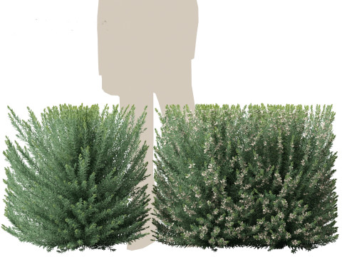 Grey Box Westringia - Native rosemary 3D Model