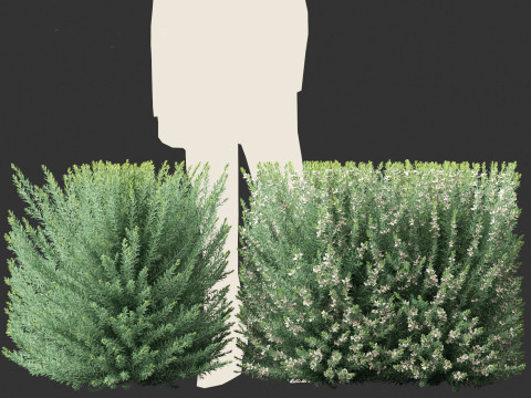 Grey Box Westringia - Native rosemary 3D Model