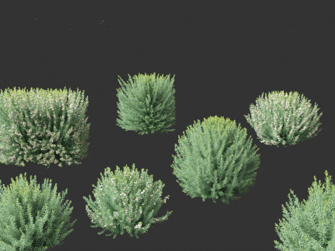 Grey Box Westringia - Native rosemary 3D Model