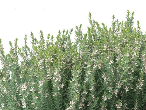Grey Box Westringia - Native rosemary 3D Model