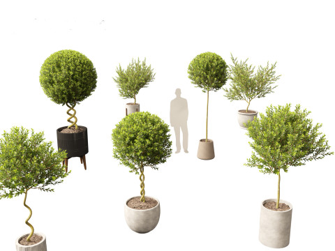 Laurus nobilis - Bay Tree 01 3Dモデル