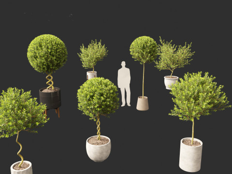 Laurus nobilis - Bay Tree 01 Model 3D