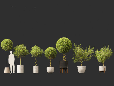Laurus nobilis - Bay Tree 01 Model 3D