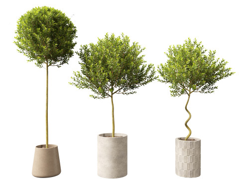 Laurus nobilis - Bay Tree 01 Model 3D