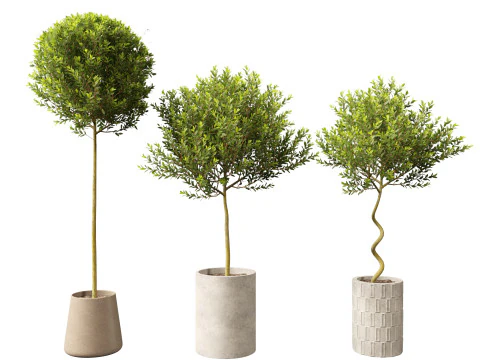 Laurus nobilis - Laurier 01 Modèle 3D