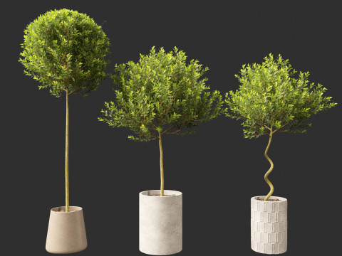 Laurus nobilis - Bay Tree 01 Model 3D